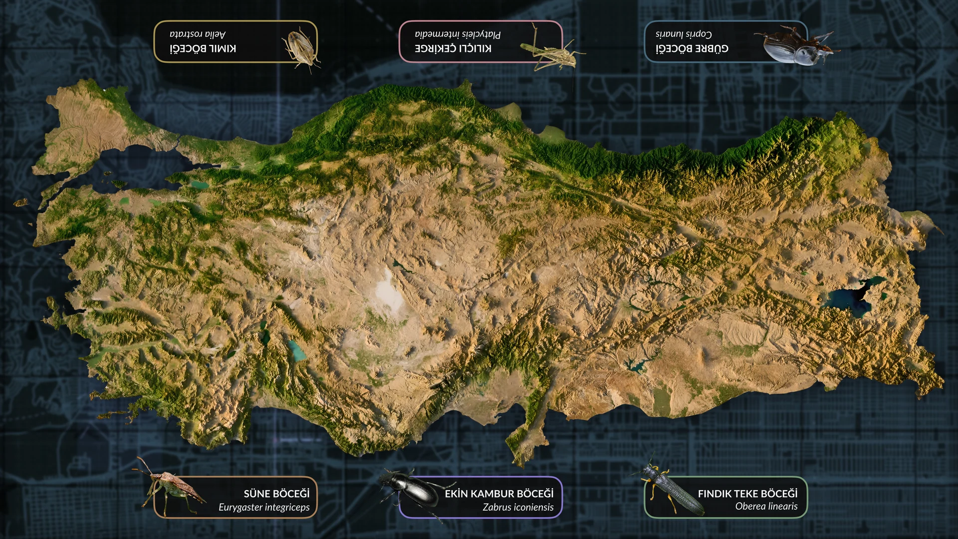 Alternate insect map interface with specimen labels arranged above and below Anatolia
