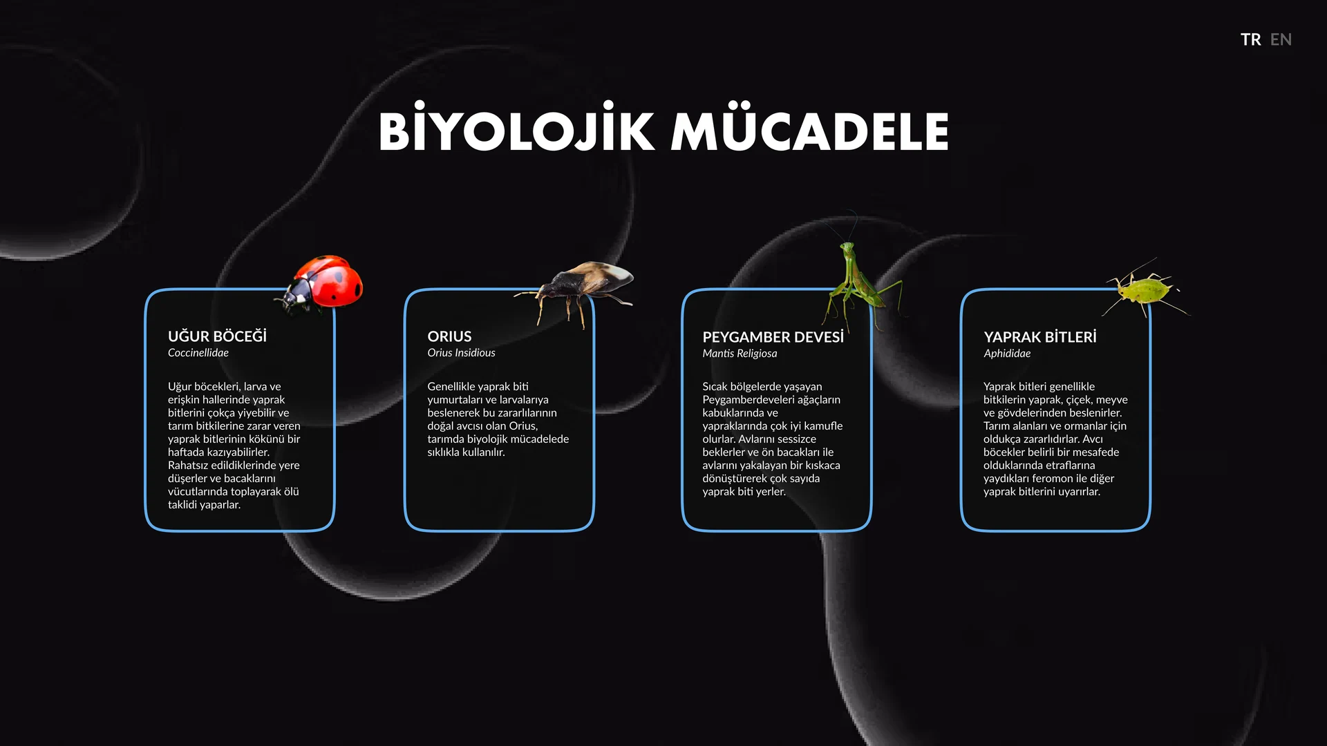 Biological control interface featuring ladybird, parasitoid wasp, mantis and another insect
