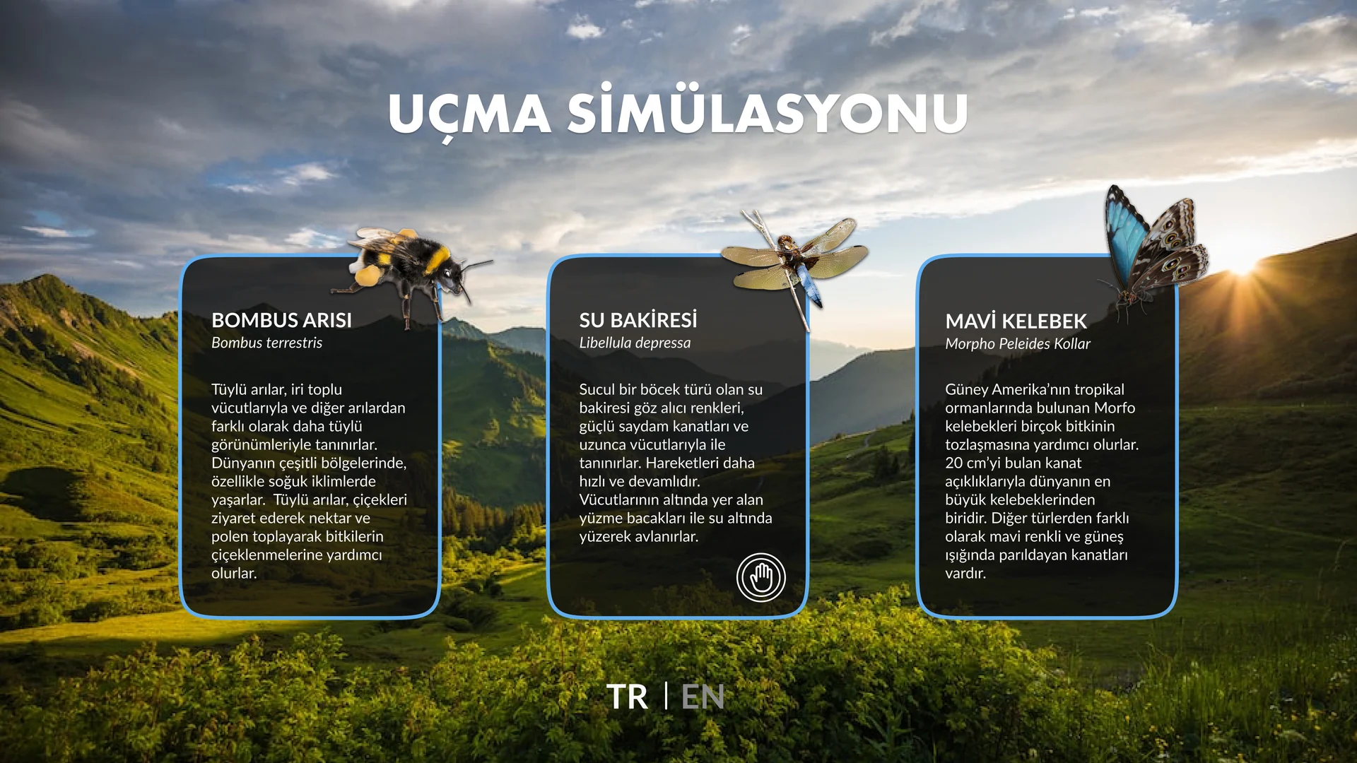 Flight Simulation selection interface with bee, dragonfly and butterfly information cards