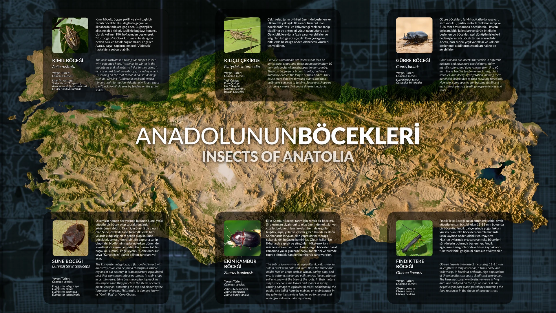 Interactive interface showing a relief map of Anatolia surrounded by insect information panels