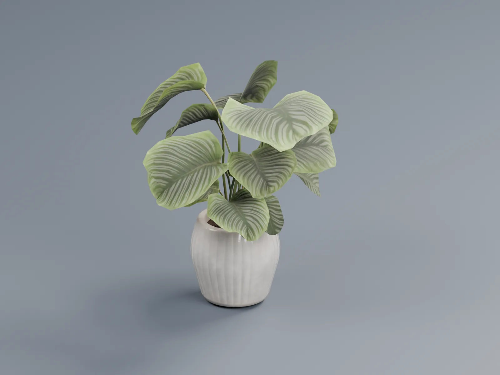 Potted calathea plant in a ribbed ceramic pot